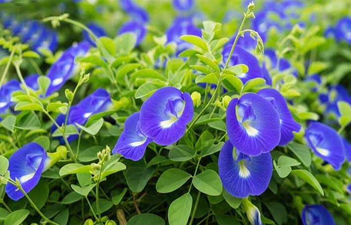 भारत में औषधि गुणों के अपराजिता फूल की खेती बढ़ी